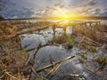 Old wooden pier with dry reed on sunset Royalty Free Stock Photo