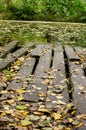 old wooden pier on the lake on the background of the fore Royalty Free Stock Photo