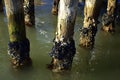 Old wooden pier pylons Royalty Free Stock Photo