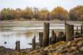 Old wooden piles from the destroyed pier on the shore. In the background are autumn trees Royalty Free Stock Photo