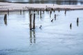 Old wooden piles of old ruined pier out of the water Royalty Free Stock Photo