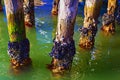 Old pier with mussels Venetian Lagoon Italy Royalty Free Stock Photo