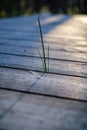 old wooden plank in nature with grass bents