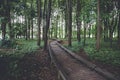 Old wooden plank pathway walkway in green summer forest Royalty Free Stock Photo