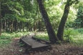 Old wooden plank pathway walkway in green summer forest Royalty Free Stock Photo