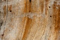 old wooden plank textured surface with splinters and cracks Royalty Free Stock Photo