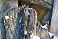 Old wooden planks wall with rusty nails covered with white snow Royalty Free Stock Photo