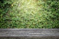 Old wooden planks or wooden floor with concrete wall and ornamental plants. Royalty Free Stock Photo