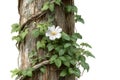 White Flower and Ivy on Old Wooden Post Stock Photo Royalty Free Stock Photo