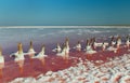 Old wooden posts left after mining salt on the shore of a salt lake. Bars in salt on a salty pink lake with bright pink water. Ref