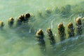 Old wooden posts overgrown seaweed. Broken wooden pier remains in sea. Beautiful water color under sunlight. Tide and sea spray Royalty Free Stock Photo