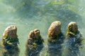 Old wooden posts overgrown seaweed. Broken wooden pier remains in sea. Beautiful water color under sunlight. Tide and sea spray Royalty Free Stock Photo