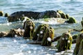 Old wooden posts overgrown seaweed. Broken wooden pier remains in sea. Beautiful water color under sunlight. Tide and sea spray Royalty Free Stock Photo