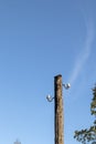 Old wooden power transmission pole with two ceramic insulators Royalty Free Stock Photo