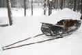 Old wooden reindeer sleigh, Sweden Royalty Free Stock Photo