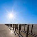 Old wooden remains among dry saline land at hot sunny day