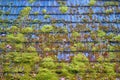 Old wooden roof covered with moss