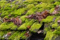 Old Wooden Roof and Thick Green Moss Abstract Royalty Free Stock Photo