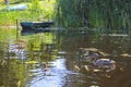 Old wooden shabby dilapidated broken boat for swimming on the banks of the river, lake, sea in the grass and reeds in nature Royalty Free Stock Photo