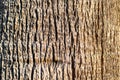 Old wooden shabby part of the trunk of a tree close up. The texture of the brown bark of the wood used as a natural background. Royalty Free Stock Photo