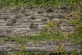 Old wooden sheets on grass Royalty Free Stock Photo