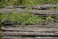 Old wooden sheets on grass Royalty Free Stock Photo