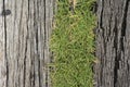 Old wooden sheets on grass Royalty Free Stock Photo