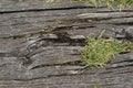 Old wooden sheets on grass Royalty Free Stock Photo