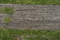 Old wooden sheets on grass Royalty Free Stock Photo