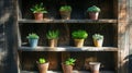 Old wooden shelves painted black with pots of green plants. Gardening concept for storage. Generative AI Royalty Free Stock Photo