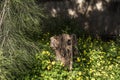 Old wooden small stump with yellow flowers and green grass growing around. Near a tree, spruce with needles. Park, forest or lawn Royalty Free Stock Photo