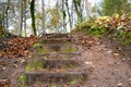 Old wooden stairs in the forest Royalty Free Stock Photo