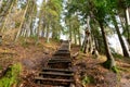 Old wooden stairs in the forest Royalty Free Stock Photo