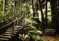 Old wooden stairs inside subtropical forest