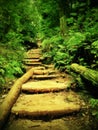 Old wooden stairs in overgrown forest garden, tourist footpath. Steps from cut beech trunks, fresh green branches above footpath Royalty Free Stock Photo