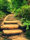 Old wooden stairs in overgrown forest garden, tourist footpath. Steps from cut beech trunks, fresh green branches above park