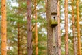 Old wooden starling-house on pine tree macro view