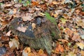 Old wooden stub in forest