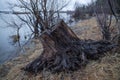 Old wooden stump on the beach, lying on the sand, spring day by the river Royalty Free Stock Photo