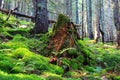 Old wooden stump in deep forest Royalty Free Stock Photo