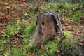 Old wooden stump in forest Royalty Free Stock Photo