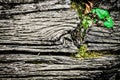 Old wooden textural background