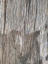 Old Wooden Texture, Brown Wood Grain Background, Beautiful Natural Pattern in thailand Royalty Free Stock Photo