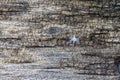 Old wooden texture