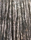 Old Wooden textures Royalty Free Stock Photo