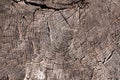 Old wooden tree cut surface. Detailed dark brown tones of a felled tree trunk or stump. Rough organic texture of tree rings with Royalty Free Stock Photo