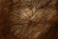 Old wooden tree cut surface. Detailed warm dark brown tones of a felled tree trunk or stump. Rough organic texture of tree rings