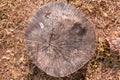 Old wooden tree trunk showing growth rings and pattern surface. Yellow old grass as a background Royalty Free Stock Photo