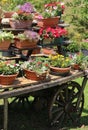 old wooden wagon with many pots of flowers Royalty Free Stock Photo