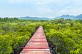 Old wooden walkway bridge in to mangroves forest Royalty Free Stock Photo